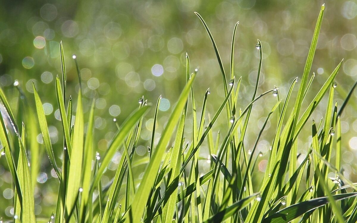 Dew 1507498 960 720 Dew 1507498 960 720